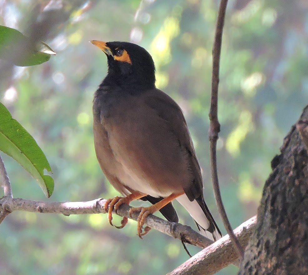 Common Myna | Project Noah