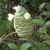 Pine Cone Ginger