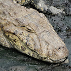 Broad-snouted Caiman