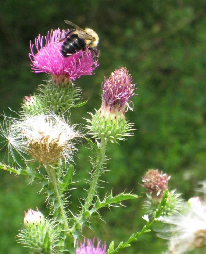 Eastern Carpenter Bee