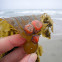 Brooding Sea Anemone