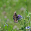 Wild Indigo Duskywing