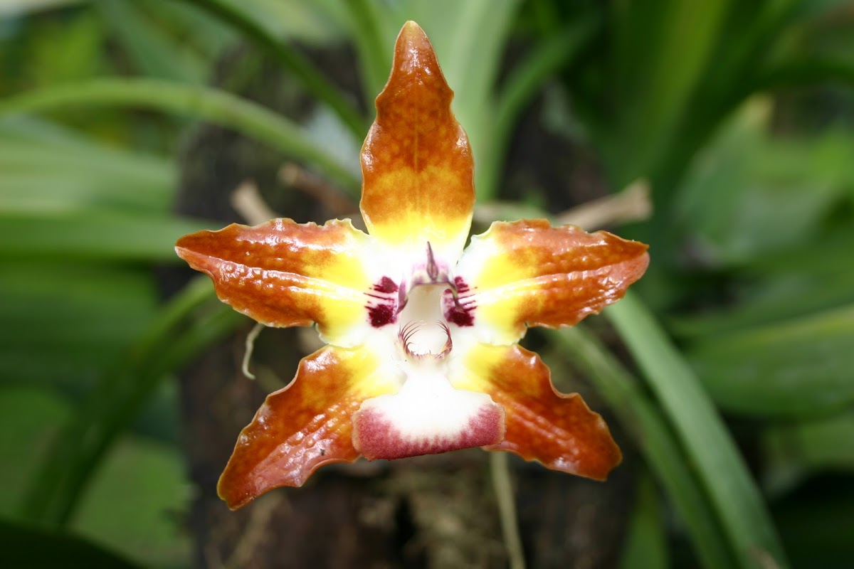 Orquídea Huntleya burtii