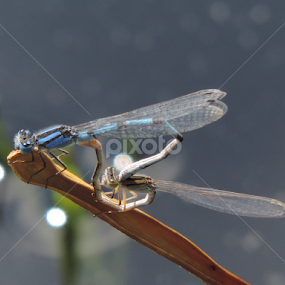 Mating Dragonflies by Christie Chambers - Animals Insects & Spiders