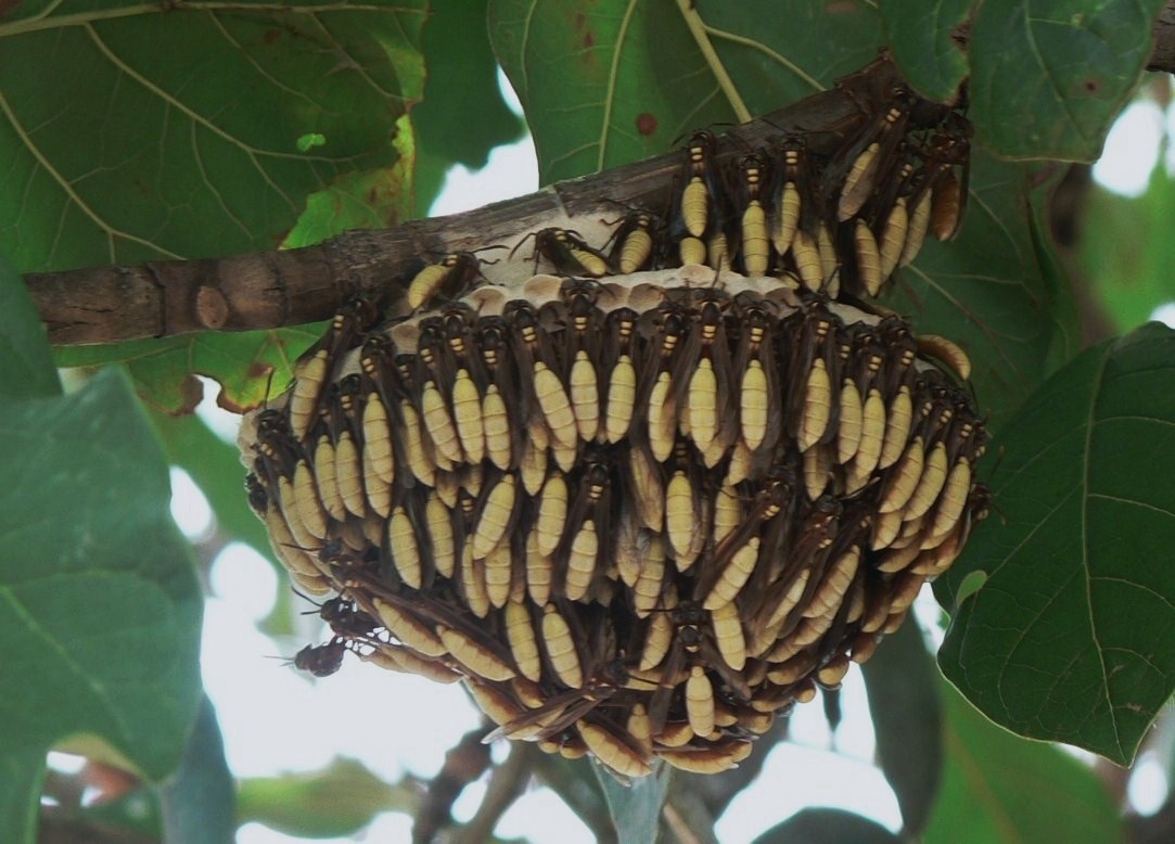 Nocturnal Wasps