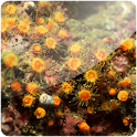 3D Corals (Pro) logo