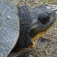 Turtle Crisis - Ontario