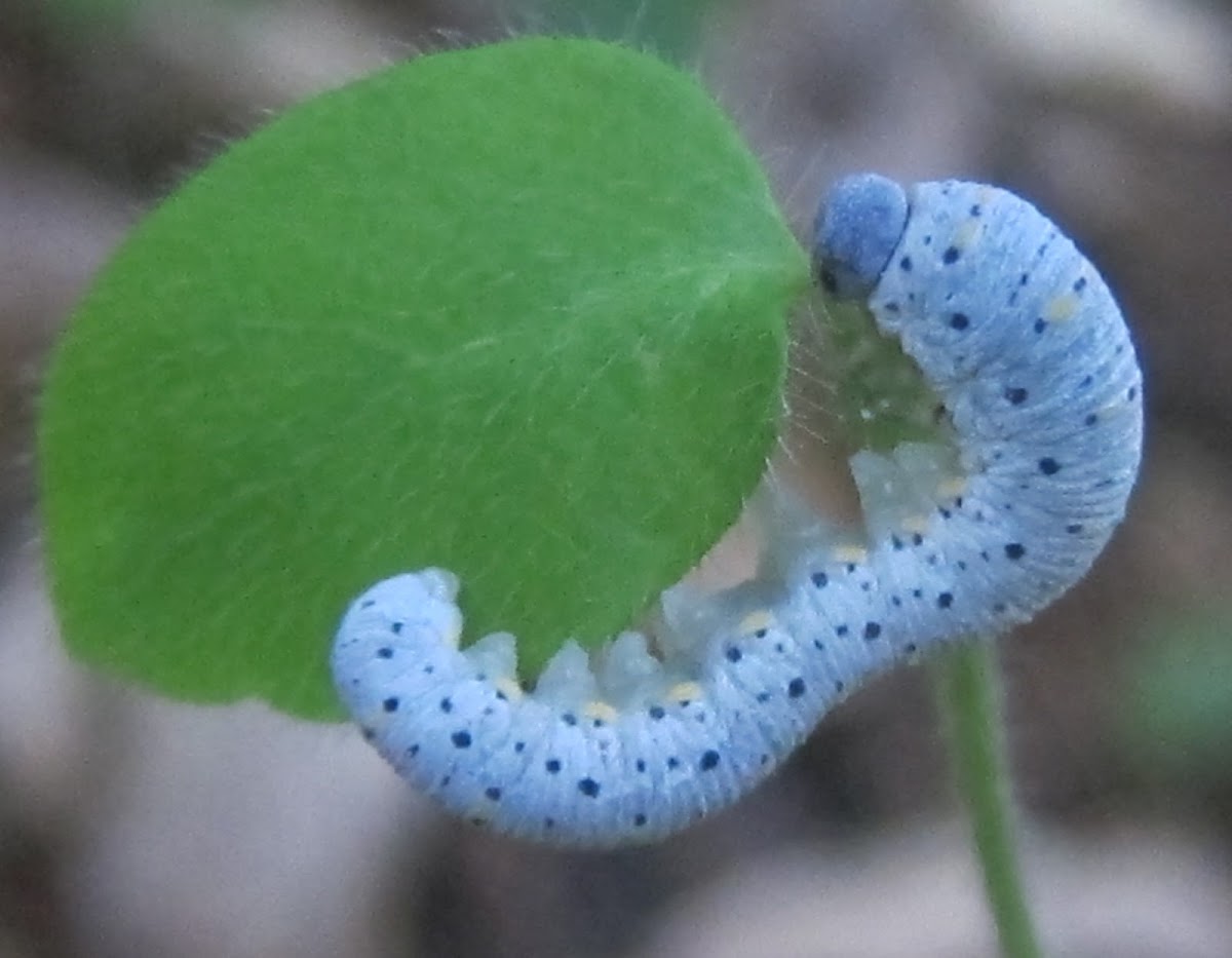 Common Sawfly Larva