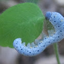 Common Sawfly Larva