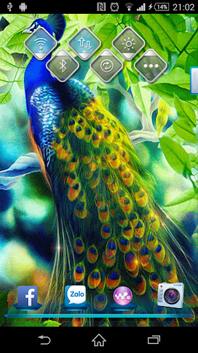 Peacock Live Wallpaper