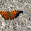 Comma Butterfly