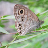 Common Five Ring Butterfly