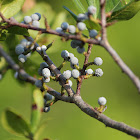 Northern bayberry