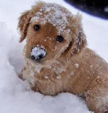 無料个人化AppのCute Puppy Pictures|記事Game