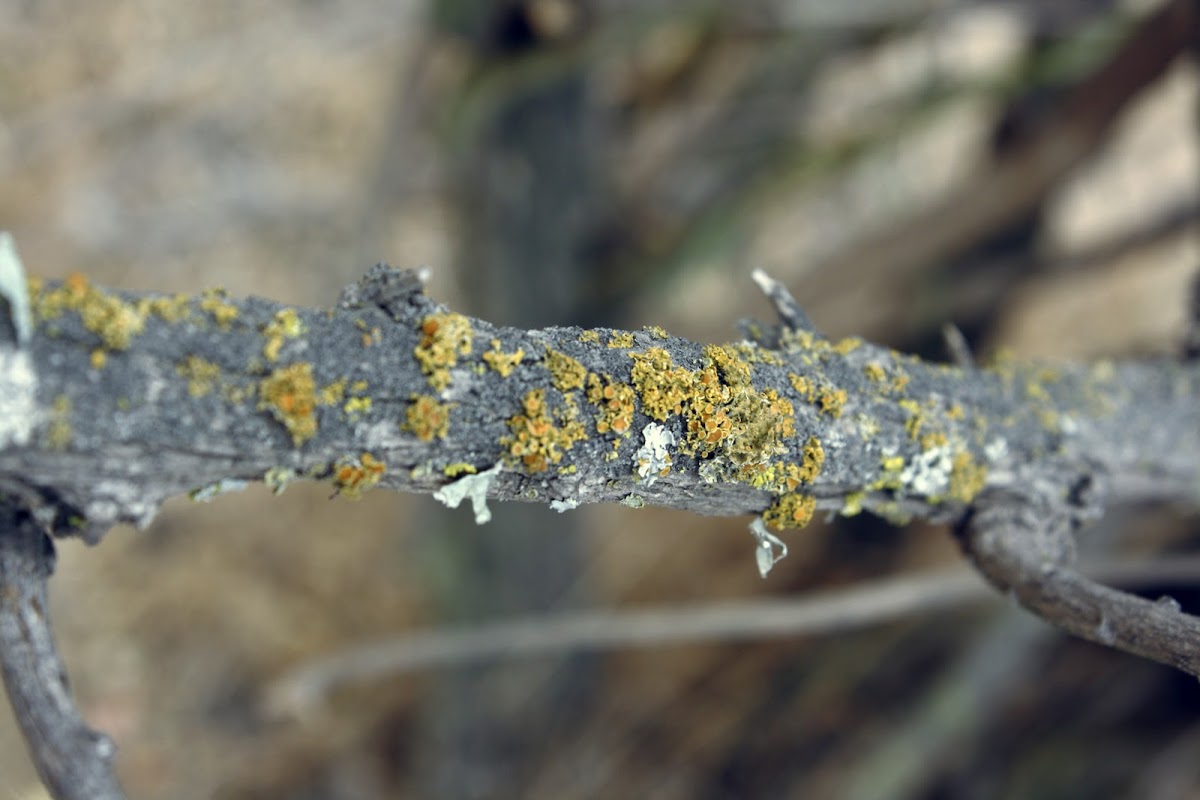 Liquen Naranjo / Common Orange Lichen