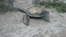 Gulf State Park Turtle