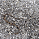 Peninsular ribbon snake