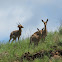 Mountain reedbuck