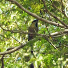 Turquoise-browed Motmot (Guardabarranco)