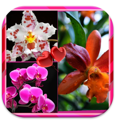 Flower Photo Collage