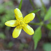 Creeping Buttercup