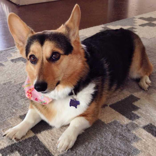 Pembroke Welsh Corgi Dog