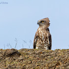 Short-Toed Snake Eagle