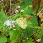 Orange Tip