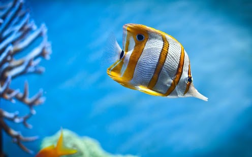 How to download Aquarium Live Wallpapers patch 1.1 apk for pc