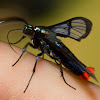 clearwing moth