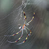 Golden silk spider