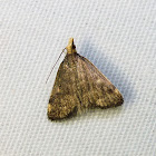 Merrick's Crambid Moth