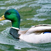 Mallard Duck (drake)