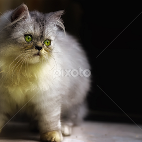 by Gigih Rasunajati - Animals - Cats Kittens