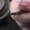 Coral-Bellied Ring-Neck Snake