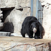 Sloth Bear