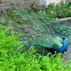 Peacock