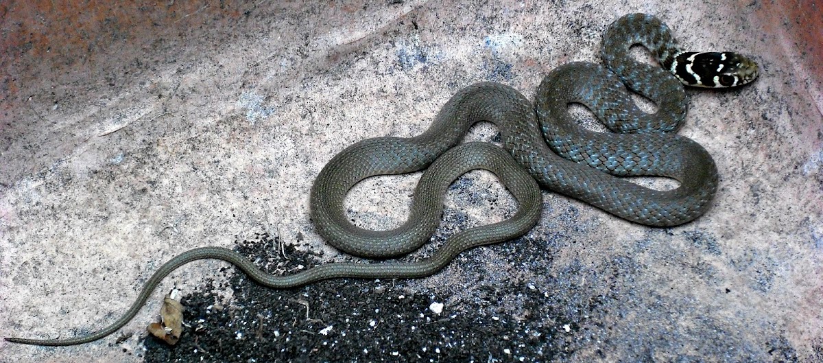 Little Gray Snake