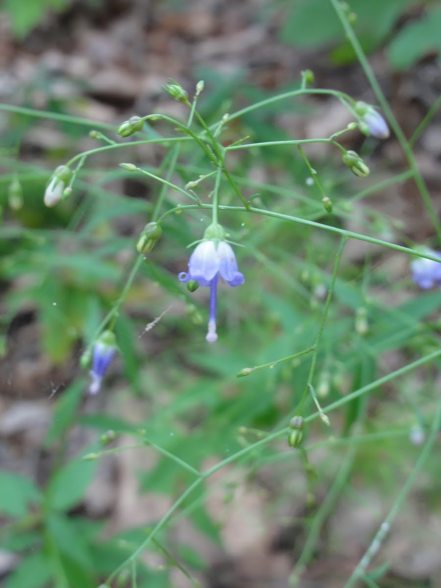 Southern Harebell