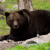 European Brown Bear (Male)