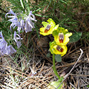 Yellow 'Bee' Orchid