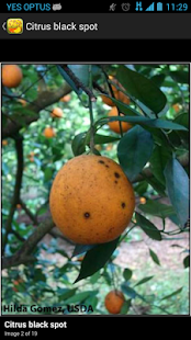 Citrus Diseases Key(圖5)-速報App