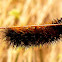St. Lawrence Tiger Moth Caterpillar