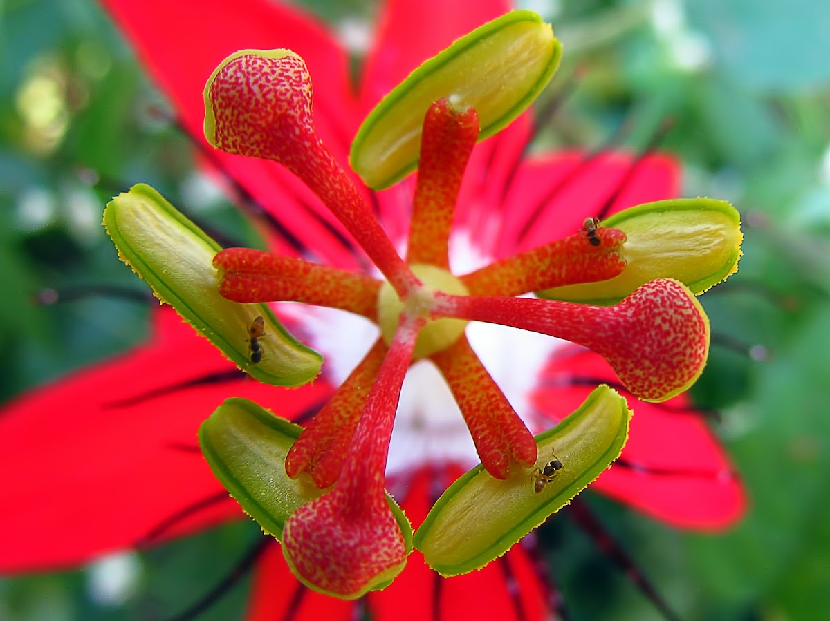 Scarlet Passion Flower