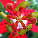 Scarlet Passion Flower