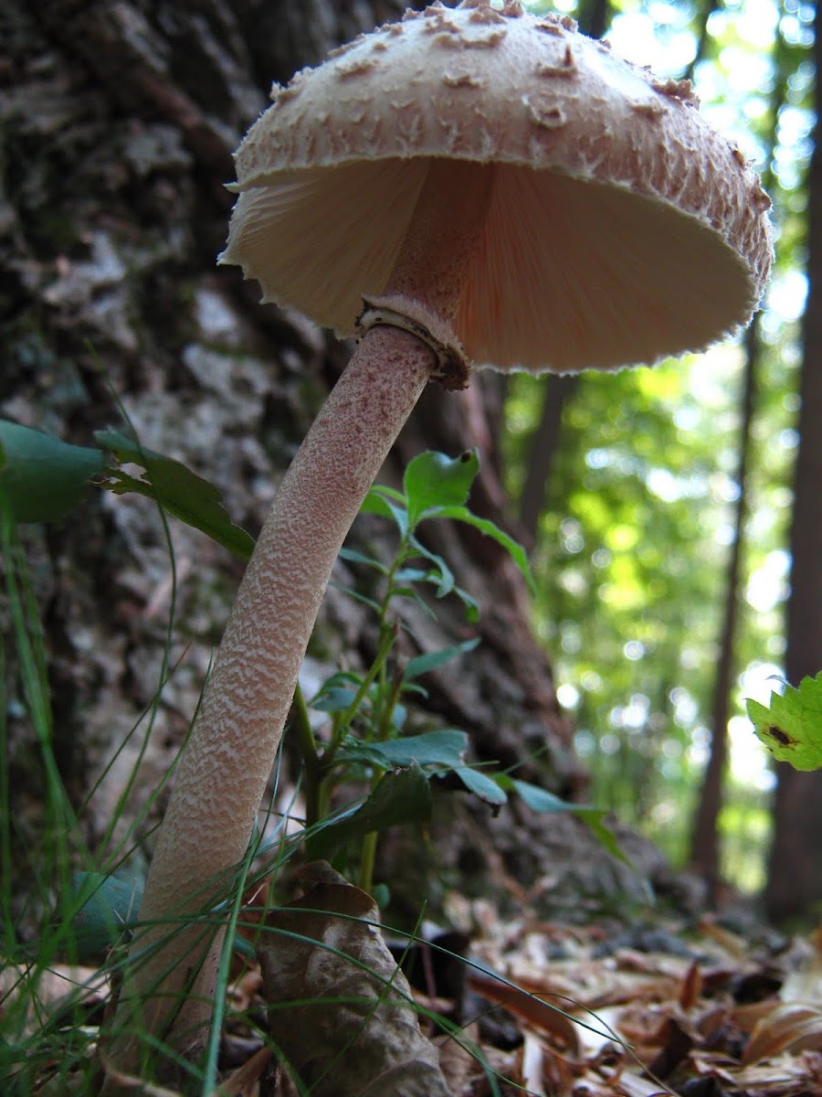 Parasol mushroom