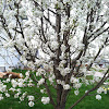 Do Bradford Pear Trees Bear Fruit - Do Pear Trees Only Bloom Every Other Year? | Home Guides ... / They bear fruit when one variety is planted alone.