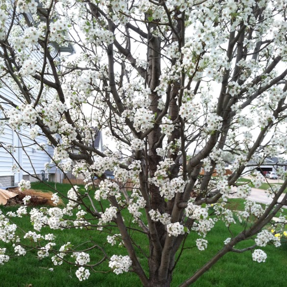 Do Bradford Pear Trees Bear Fruit - Do Pear Trees Only Bloom Every Other Year? | Home Guides ... / They bear fruit when one variety is planted alone.