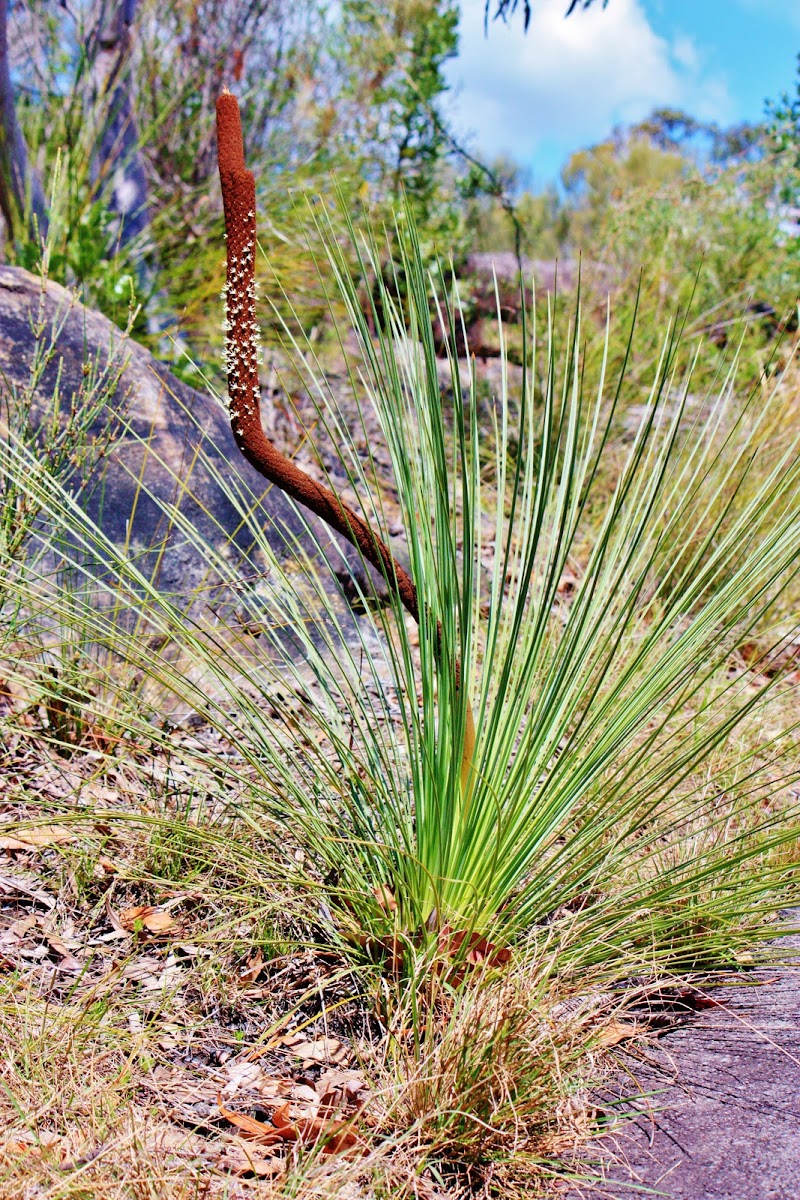 Grass Tree or Blackboy Tree