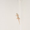 uncertain gecko